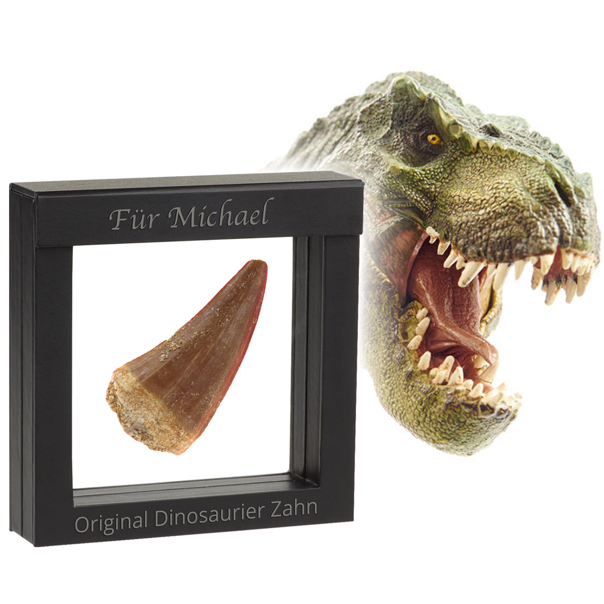 Original Dinosaurier-Zahn im Schweberahmen